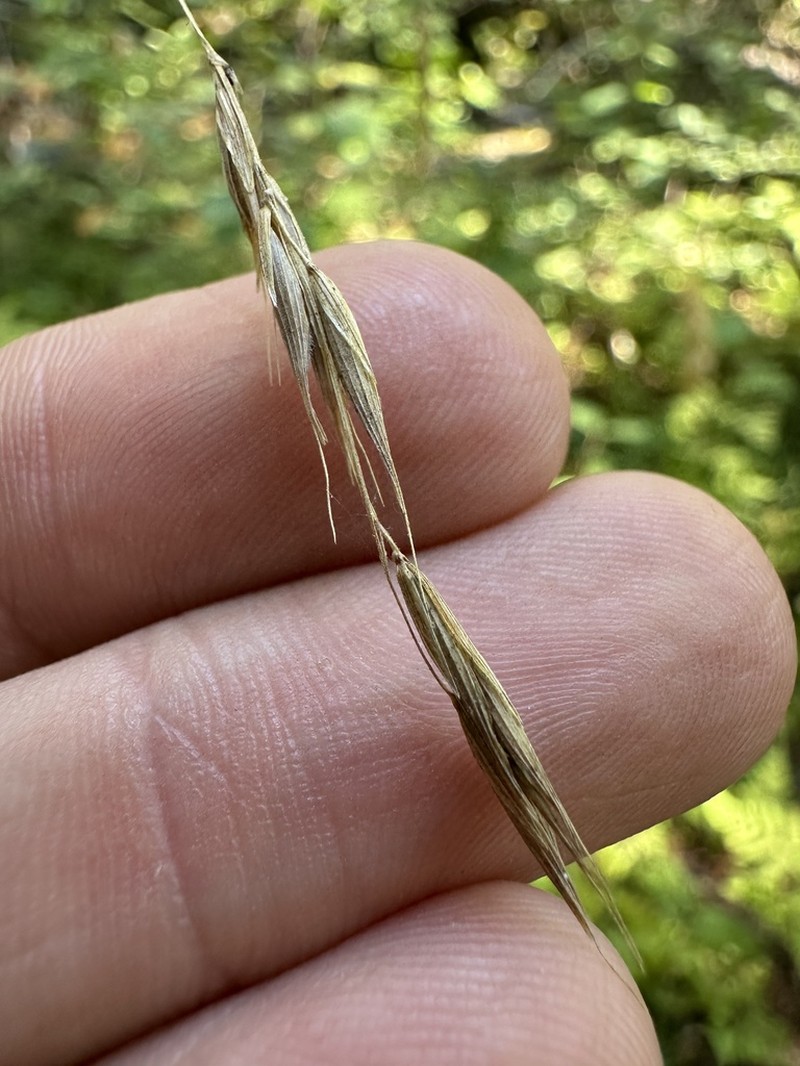 Smith's Melicgrass photo 3