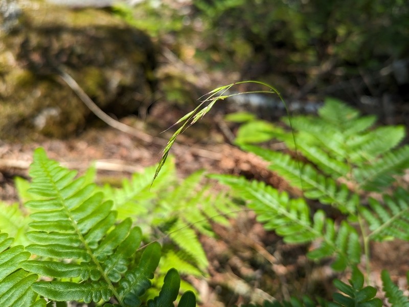 Smith's Melicgrass photo 4