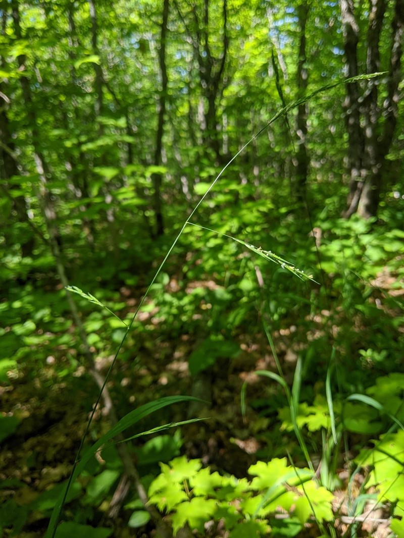 Smith's Melicgrass photo 5