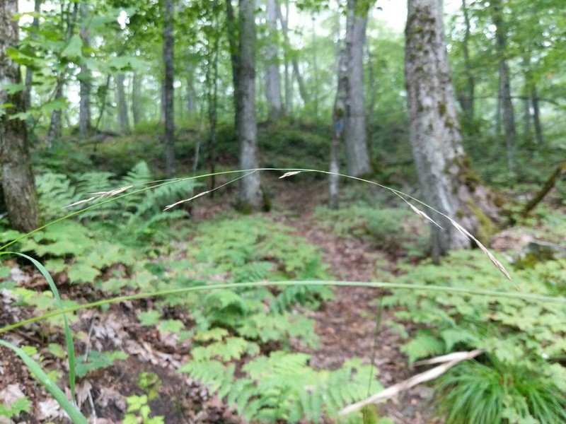 Smith's Melicgrass photo 6