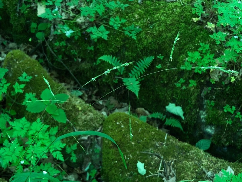 Smith's Melicgrass photo 7