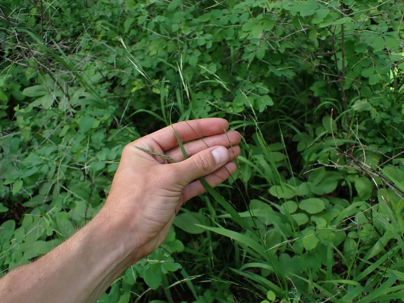 Smith's Melicgrass photo 8