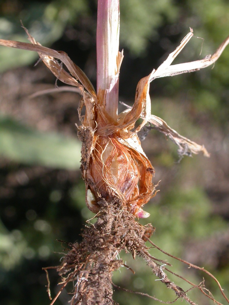 Purple Oniongrass