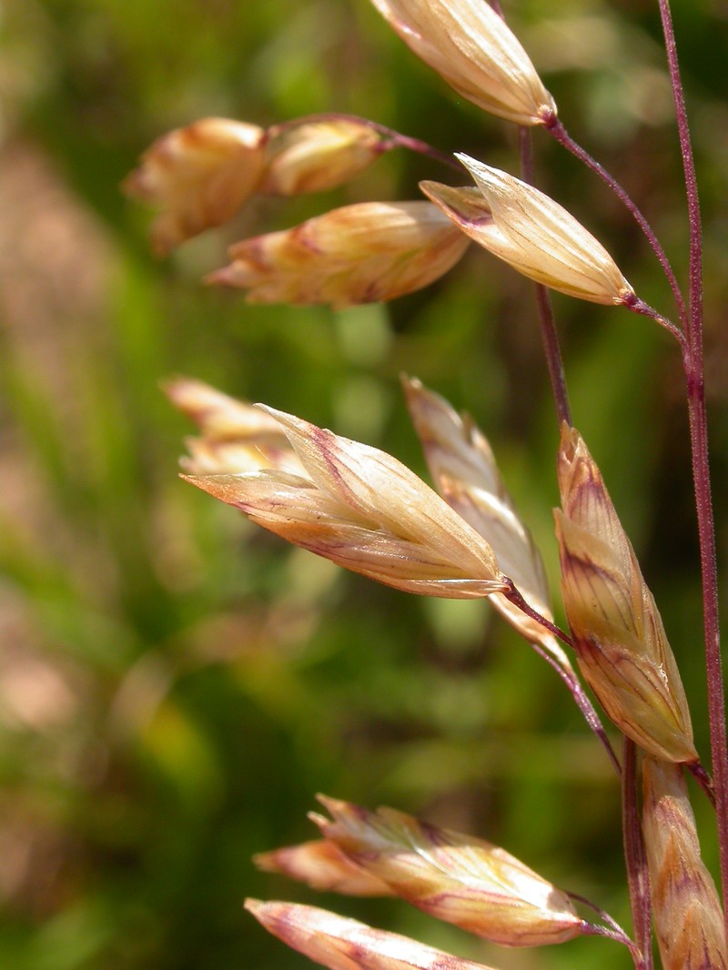 Purple Oniongrass photo 3