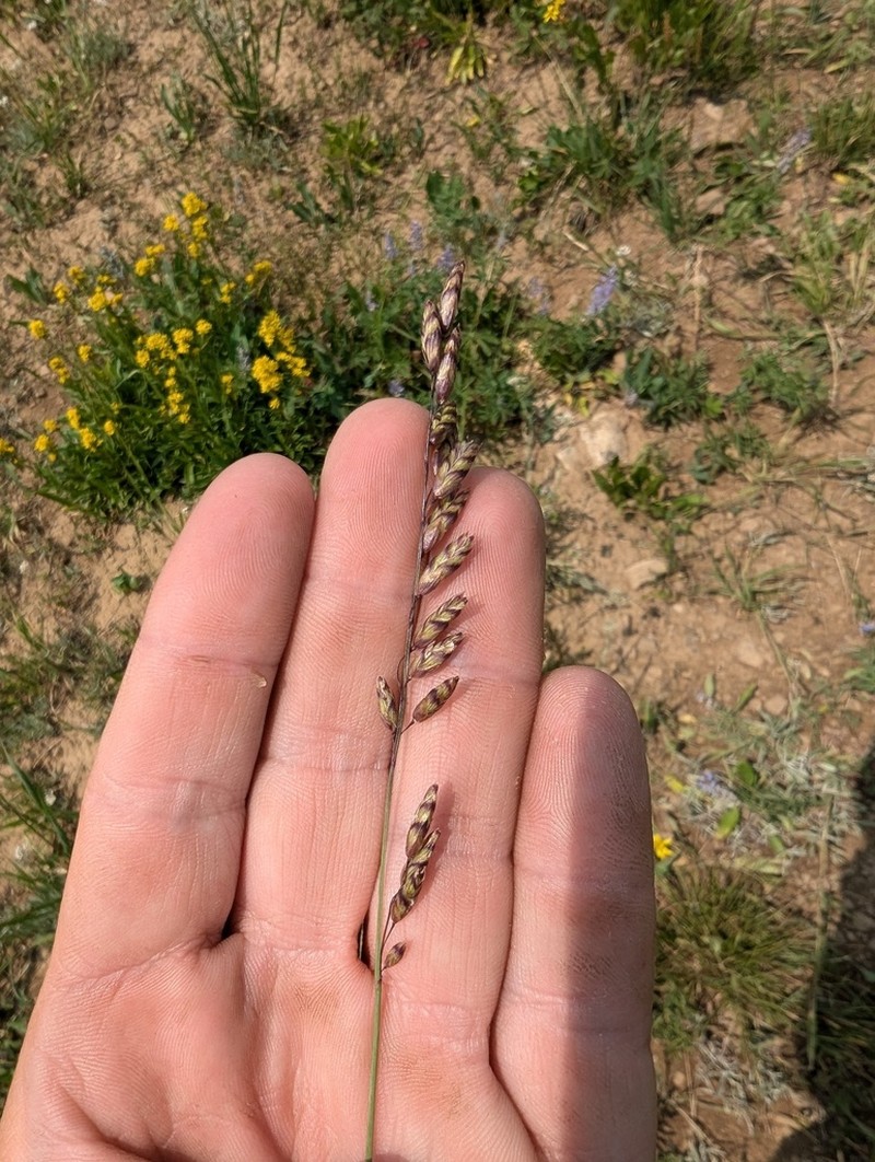 Purple Oniongrass photo 3