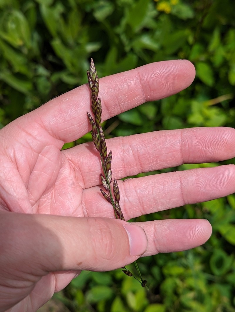 Purple Oniongrass photo 4