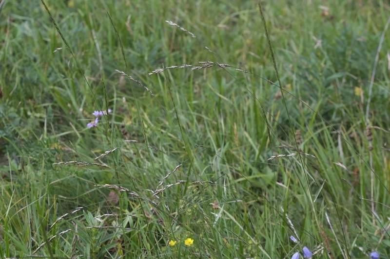 Purple Oniongrass photo 5