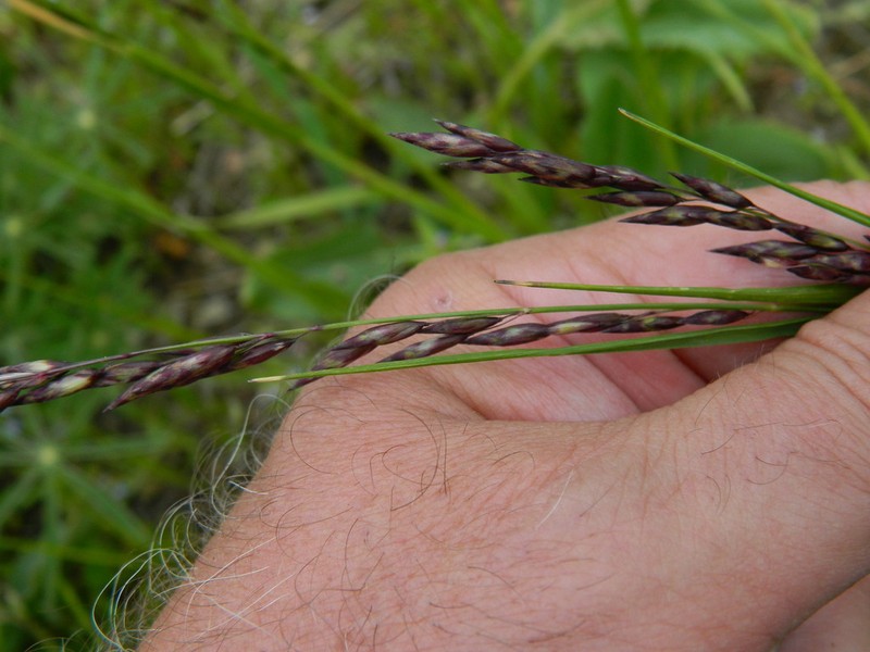 Purple Oniongrass photo 6