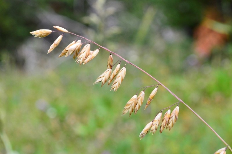 Purple Oniongrass photo 7