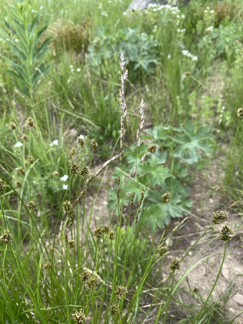 Purple Oniongrass photo 8