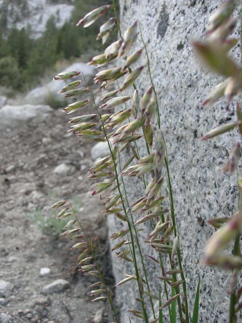 Rock Melicgrass