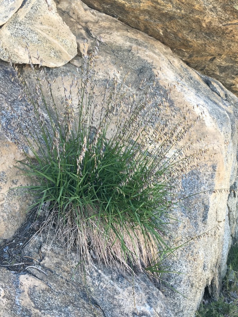 Rock Melicgrass photo 2