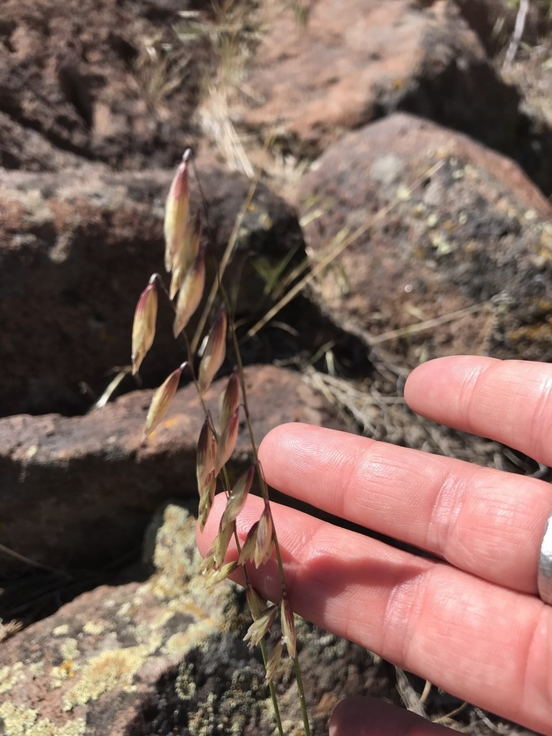 Rock Melicgrass photo 3
