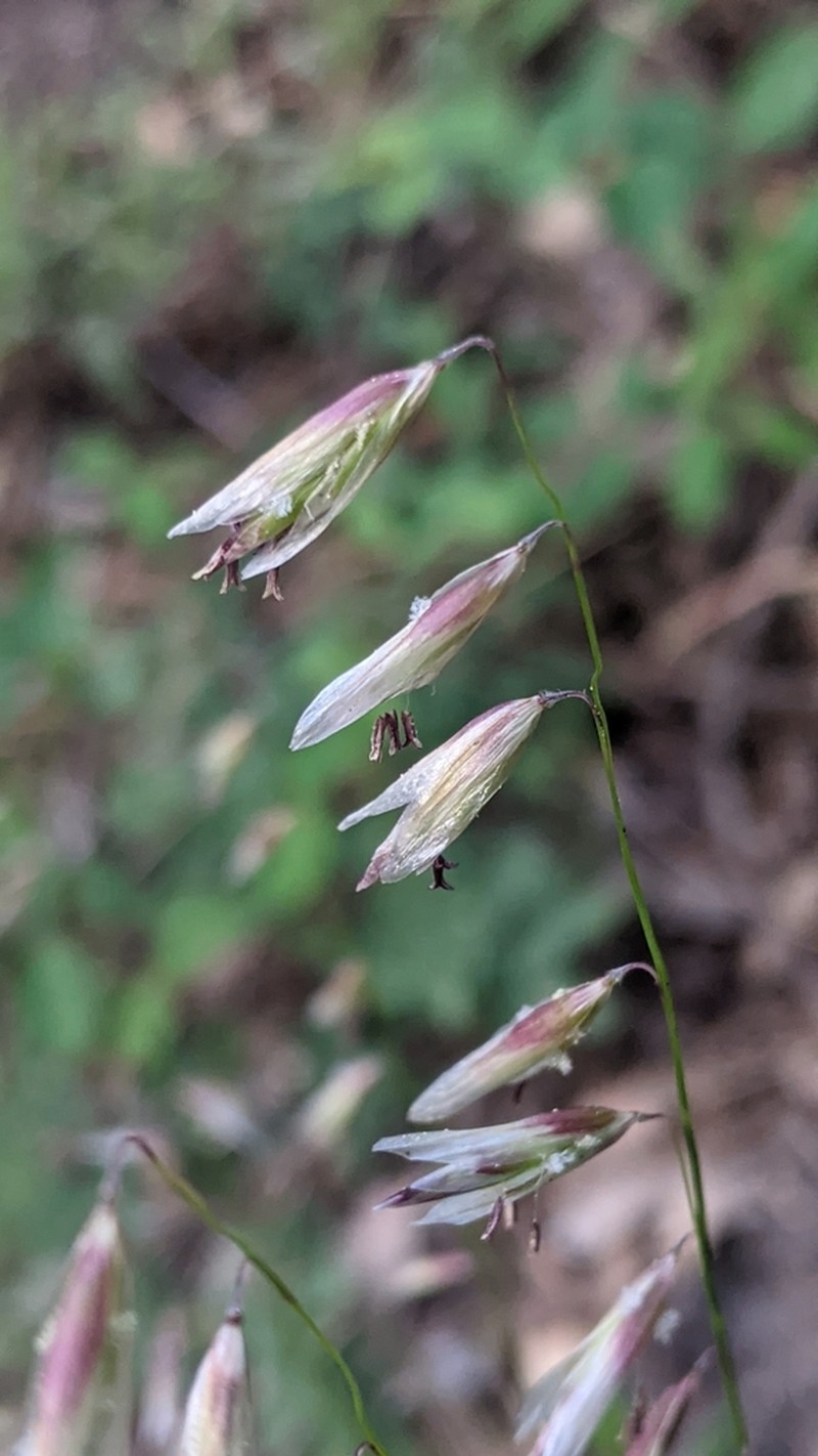 Rock Melicgrass photo 4