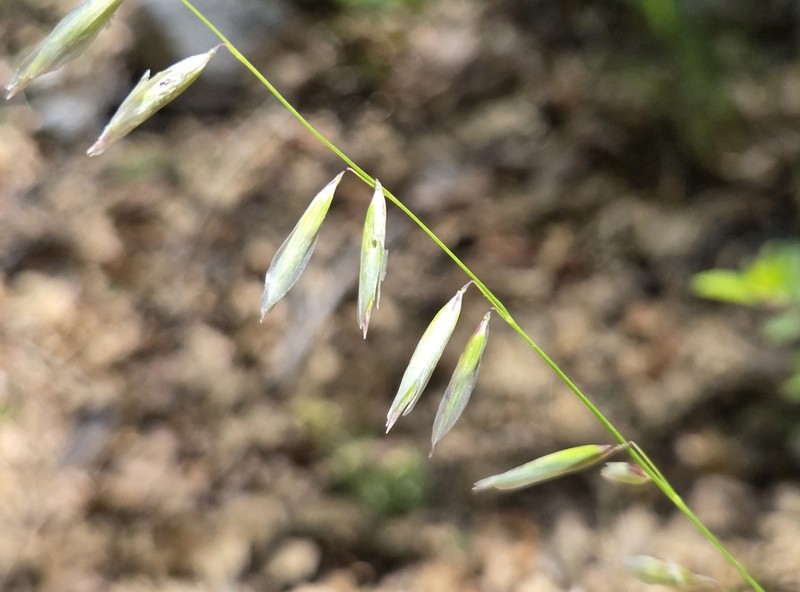 Rock Melicgrass photo 5