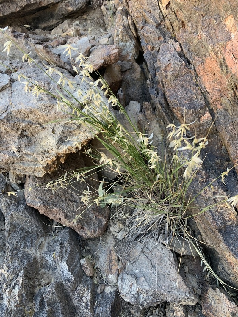 Rock Melicgrass photo 6