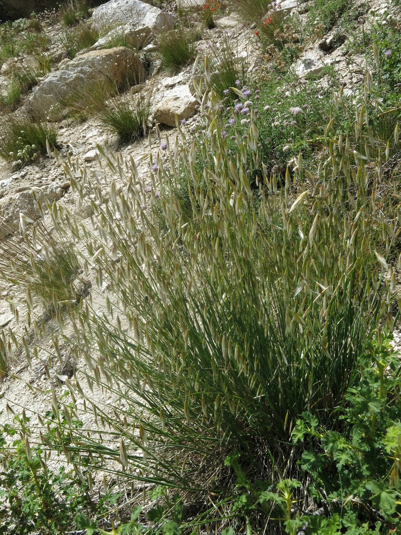 Rock Melicgrass photo 7