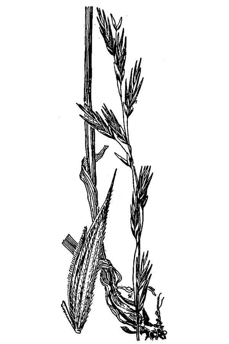 Alaska Oniongrass