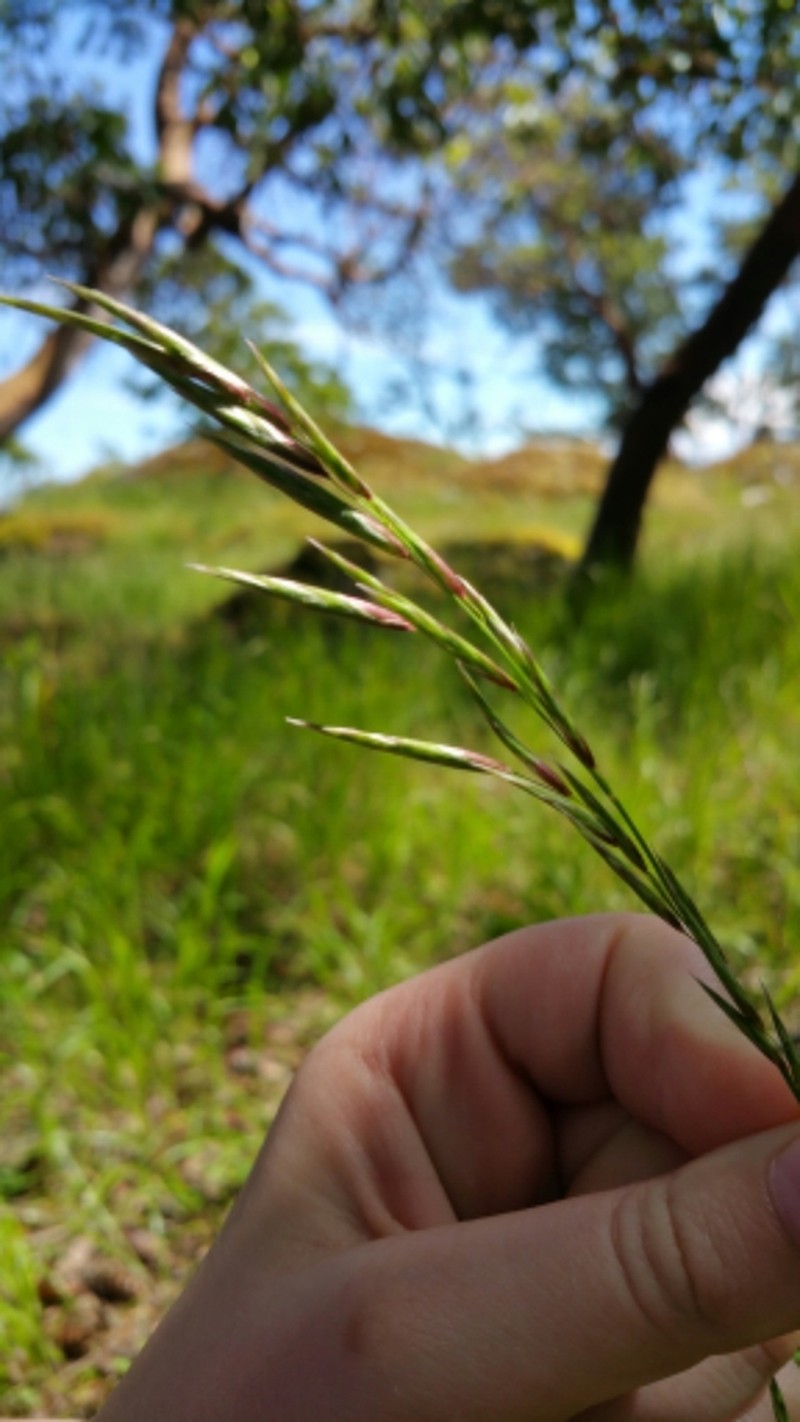 Alaska Oniongrass photo 2