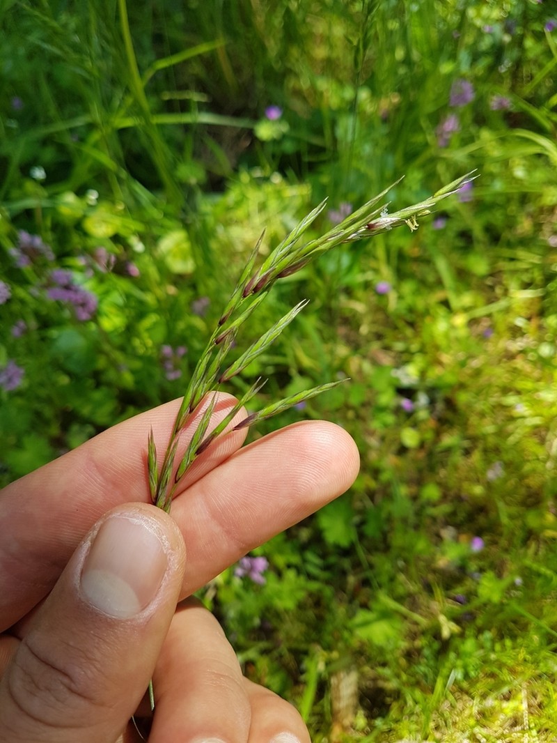 Alaska Oniongrass photo 3