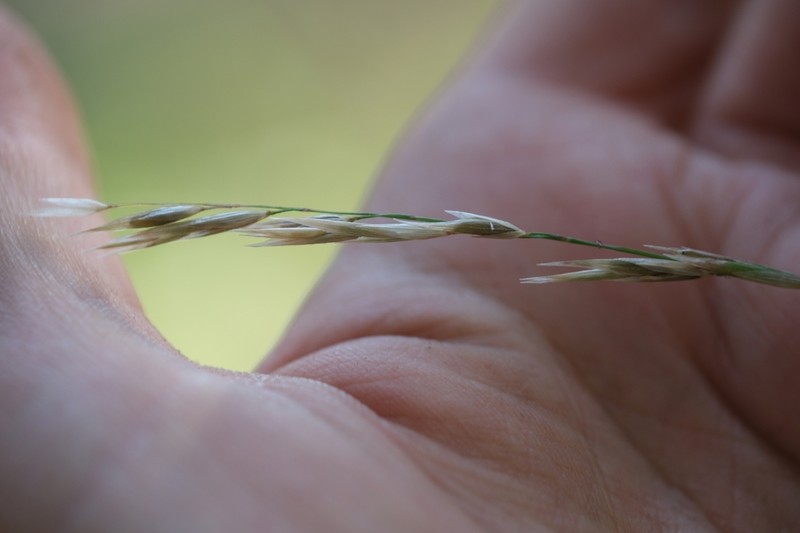 Alaska Oniongrass photo 4