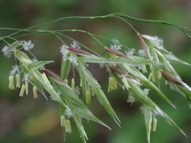 Alaska Oniongrass photo 5
