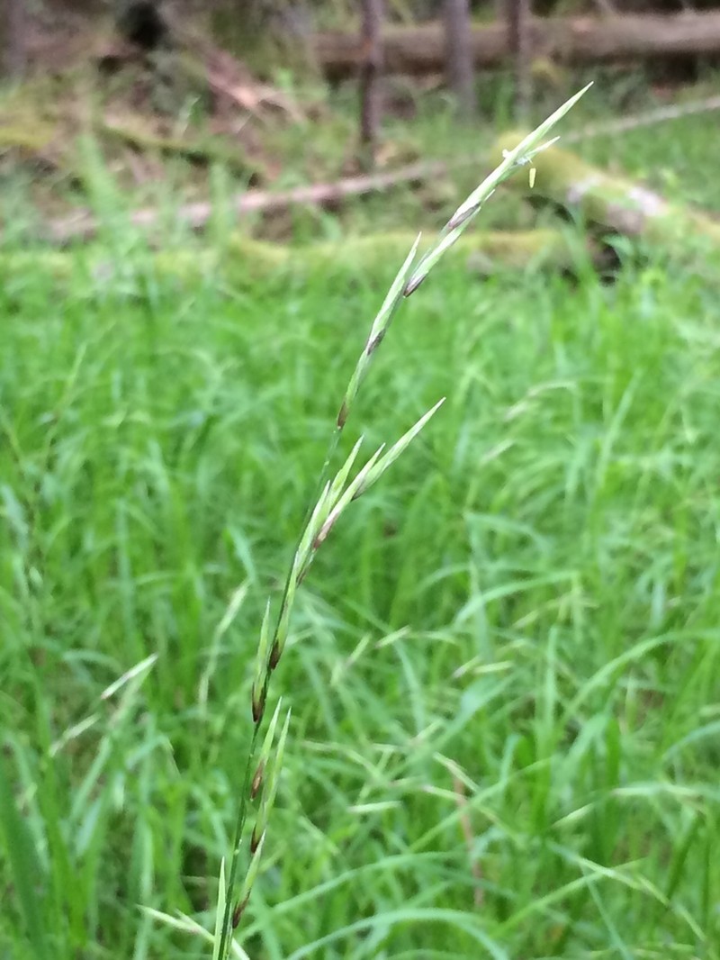 Alaska Oniongrass photo 6