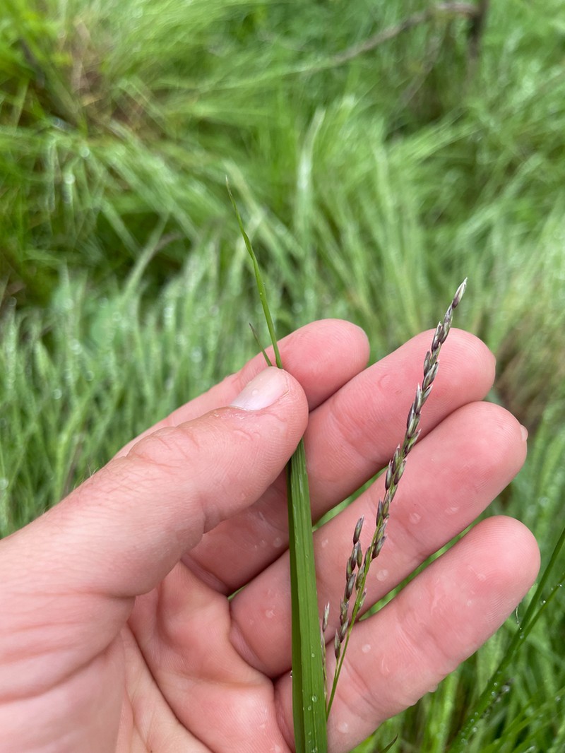 Torrey's Melicgrass photo 2