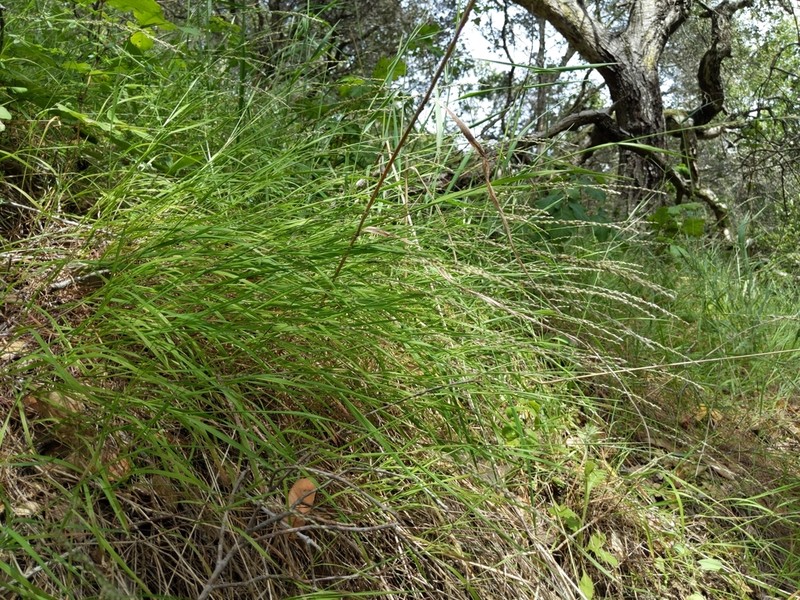 Torrey's Melicgrass photo 3