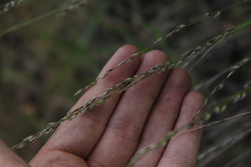 Torrey's Melicgrass photo 4