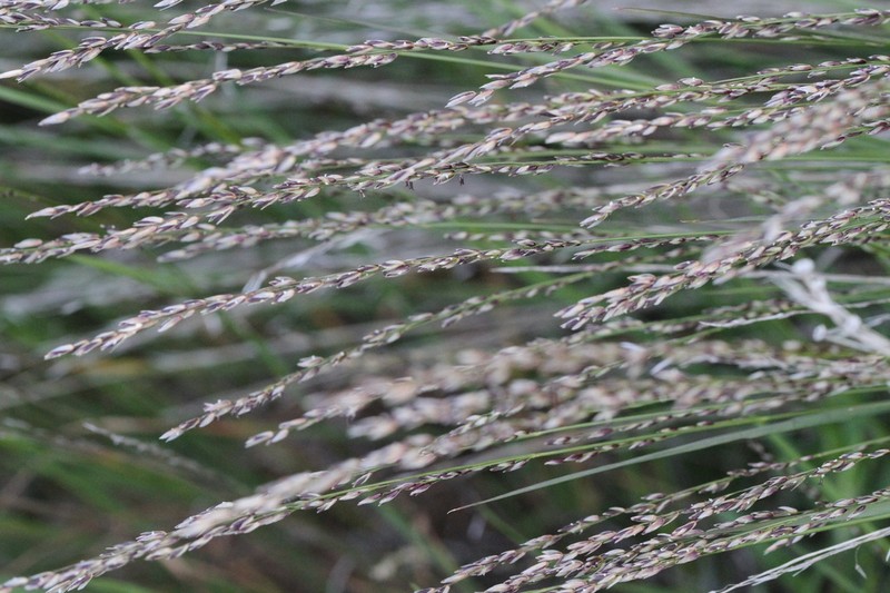 Torrey's Melicgrass photo 5