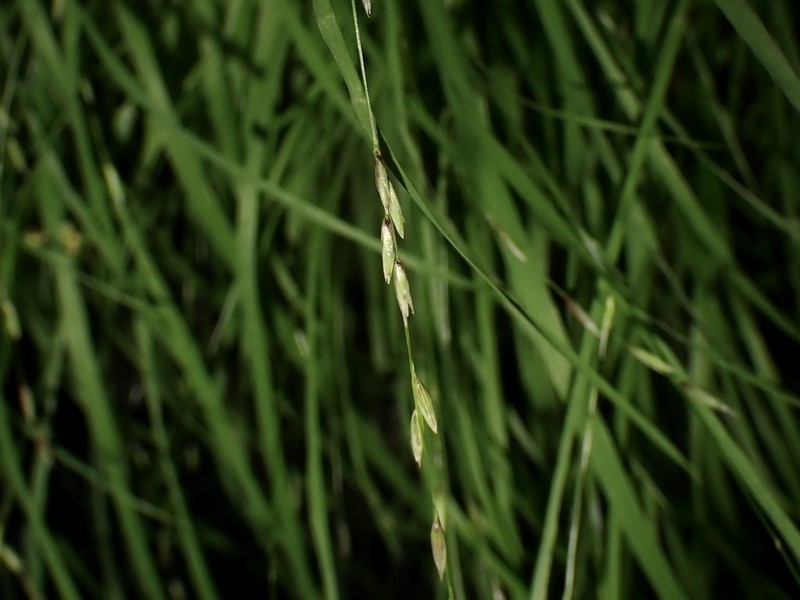 Torrey's Melicgrass photo 6