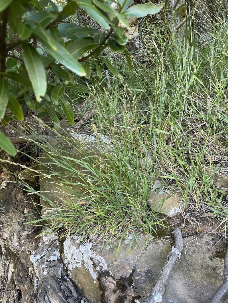 Torrey's Melicgrass photo 7