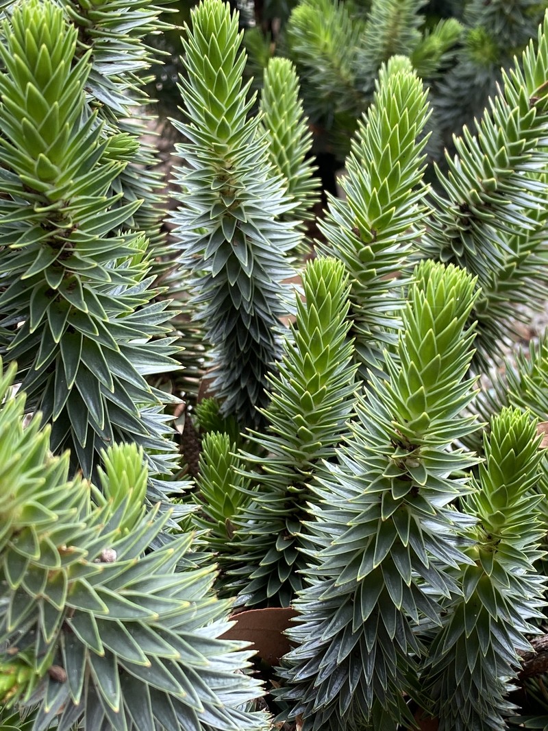 Melichrus adpressus