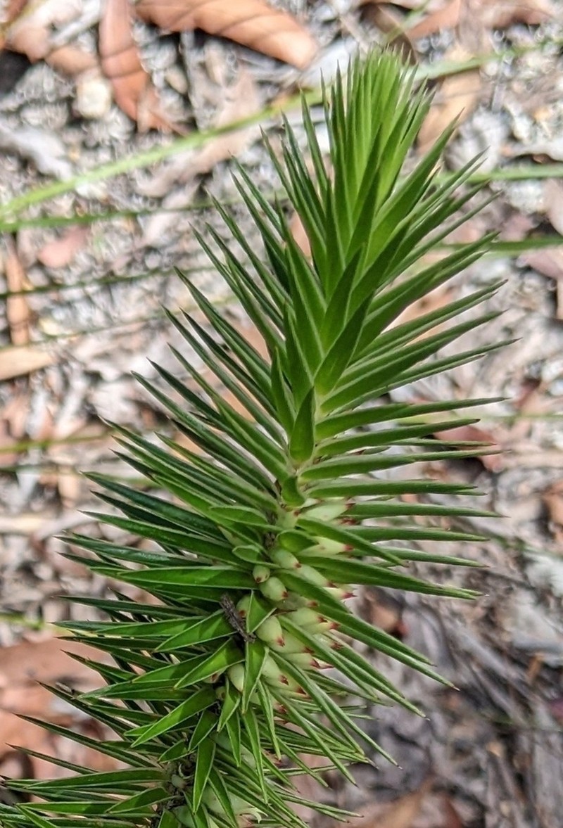 Melichrus adpressus photo 2