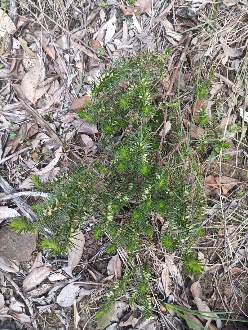 Melichrus adpressus photo 3