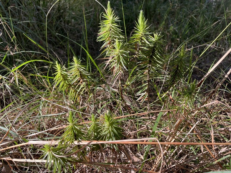 Melichrus adpressus photo 4
