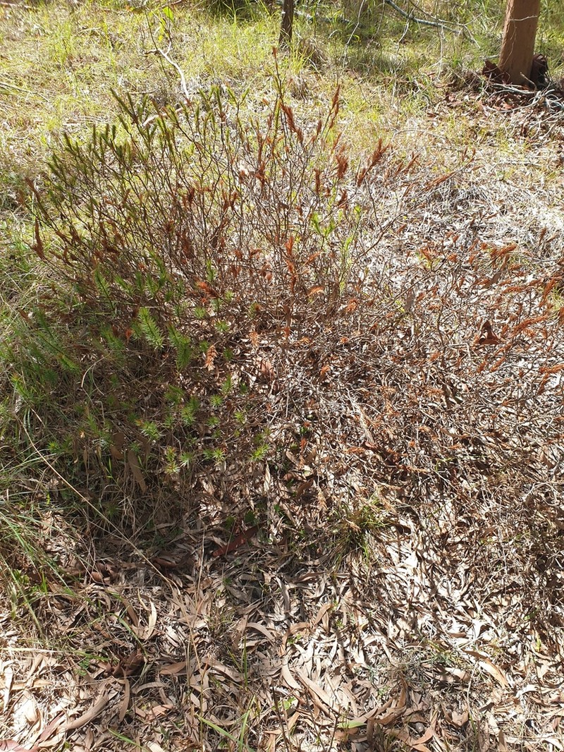 Melichrus adpressus photo 6