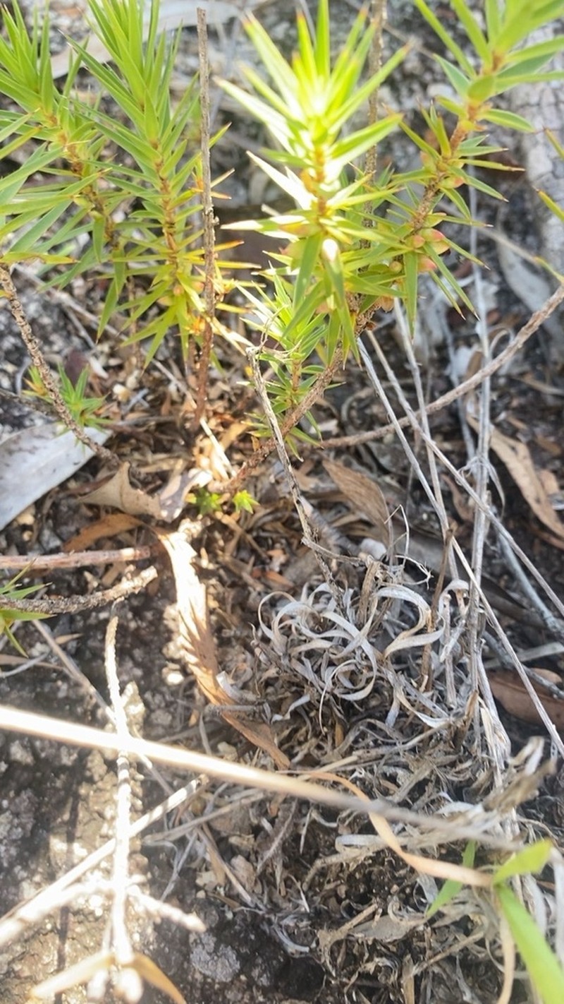 Melichrus adpressus photo 7