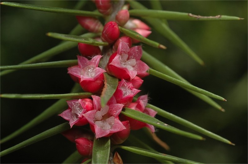 Melichrus erubescens