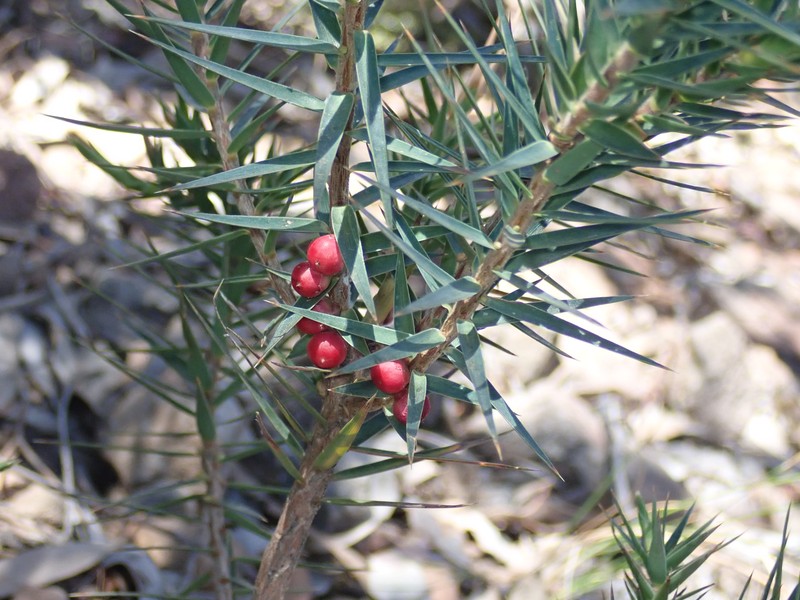 Melichrus erubescens photo 2