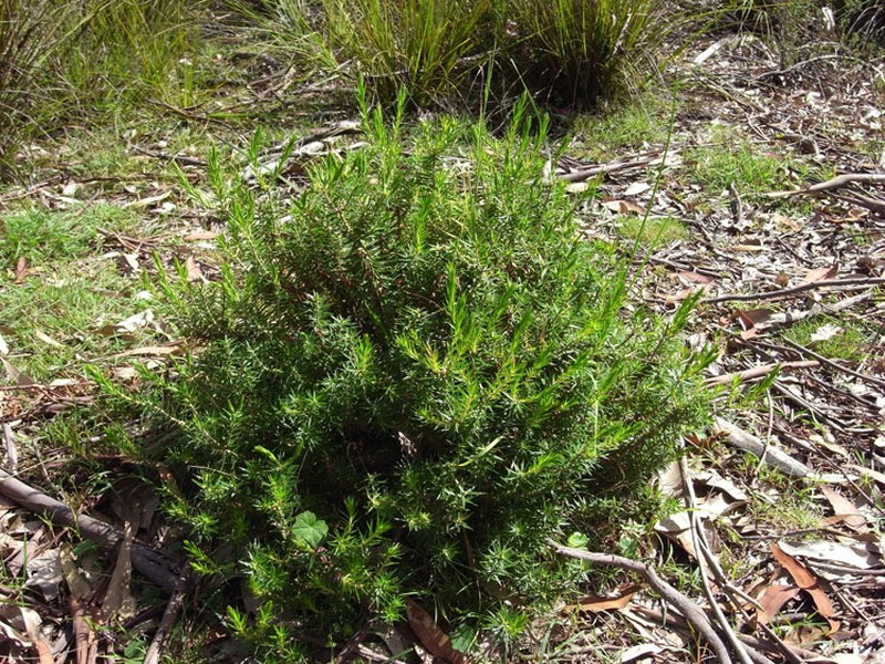 Melichrus erubescens photo 3