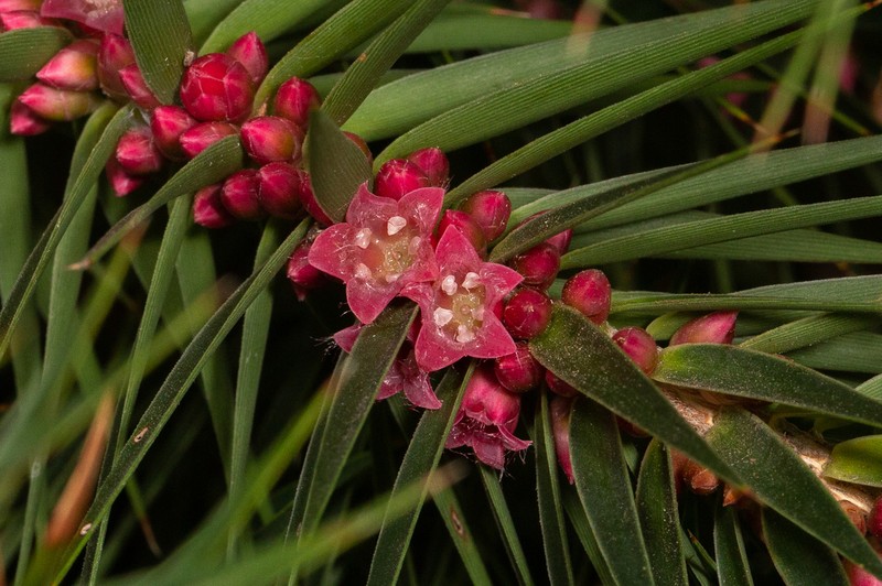 Melichrus erubescens photo 4