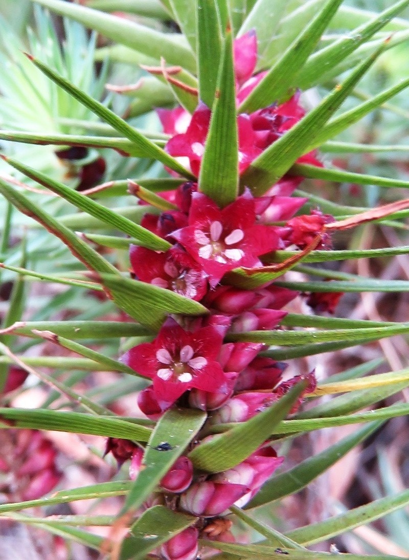 Melichrus erubescens photo 5