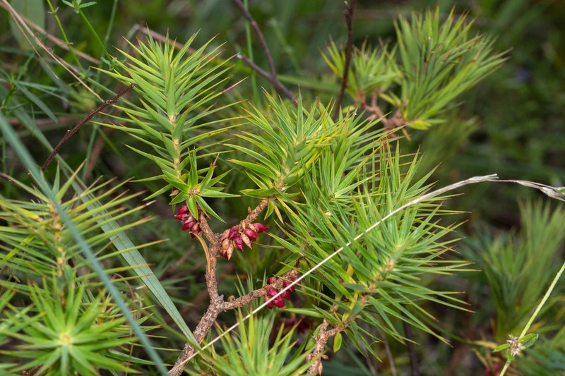 Melichrus erubescens photo 6