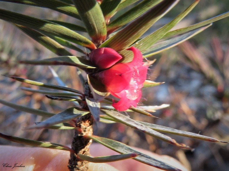 Melichrus erubescens photo 7