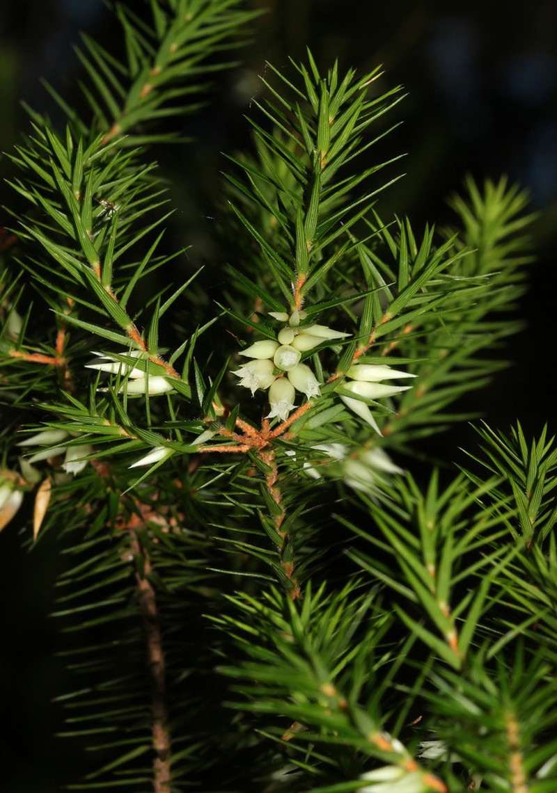 Melichrus gibberagee