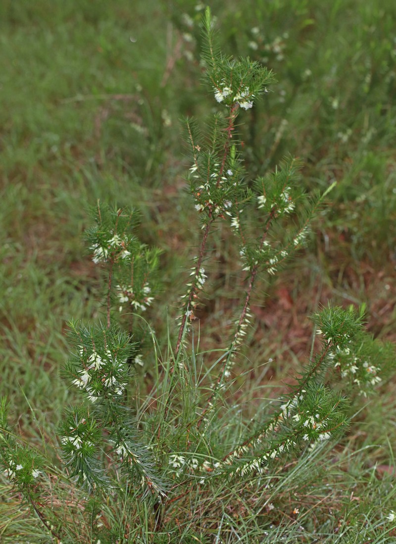 Melichrus gibberagee photo 2