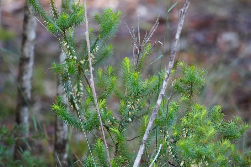 Melichrus gibberagee photo 3