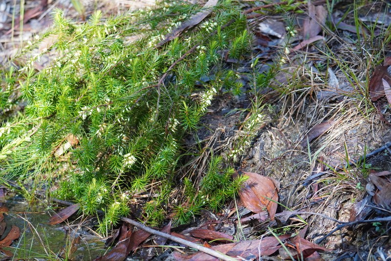 Melichrus gibberagee photo 4